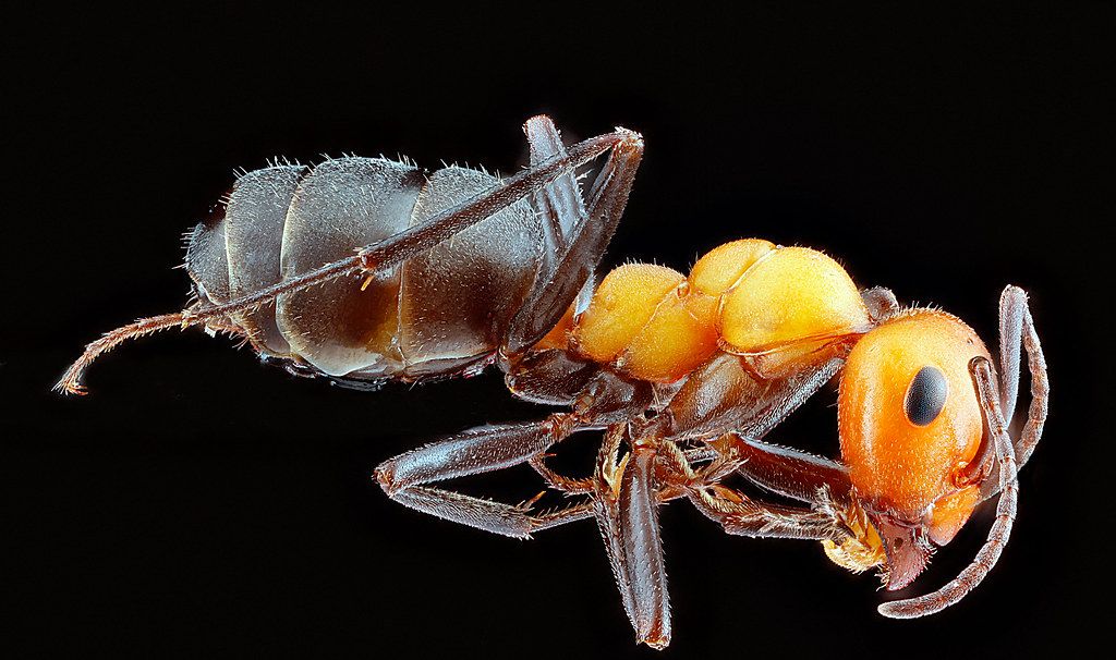 Ant Control service in Santa Maria, CA