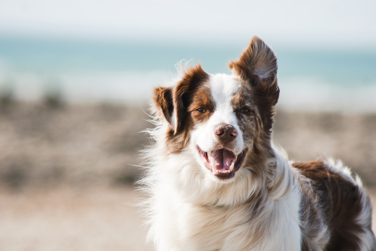Flea & Tick Control service in Santa Maria, CA