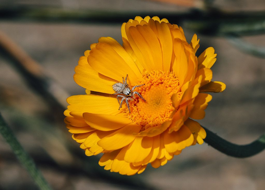 Spider Control service in Santa Maria, CA